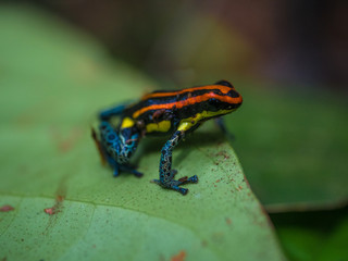 Amazon Rainforest Poison Dart Frog