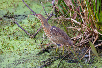 A single American Bittern stalks its evening meal in the verdant green wetlands