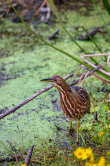 A single American Bittern stalks its evening meal in the verdant green wetlands