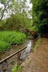 Obraz premium wooden bridge in the forest