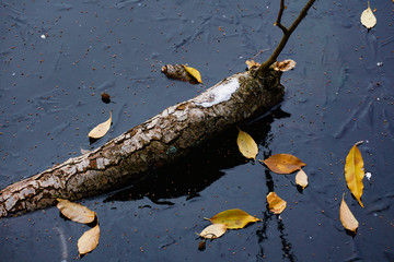 Reflection of a curved stick in the blue ice surface