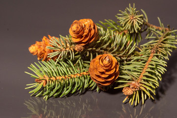 Tannenzweig mit Zapfen