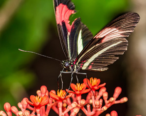 Butterfly on the - Butterfly Heliconius erato phyllis on the flower Jatropha podagrica