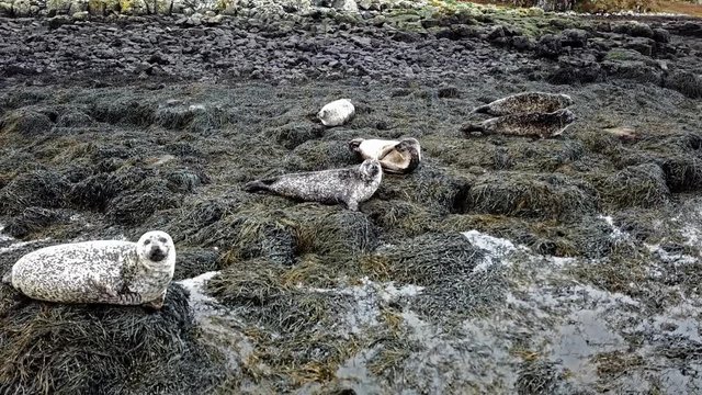 Aerial view of seal colony in Scotland - UK