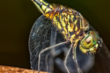 Dragonfly on branch extreme close up - Macrophotography of dragonfly on branch