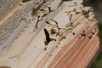 Détail dégât sur vieux livre trou de vers old book insect