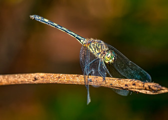 Dragonfly on branch extreme close up - Macrophotography of dragonfly on branch