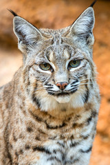 Fototapeta premium Portrait of a Bobcat