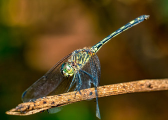 Dragonfly on branch extreme close up - Macrophotography of dragonfly on branch