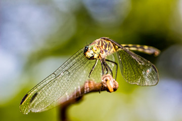 Dragonfly on branch extreme close up - Macrophotography of dragonfly on branch