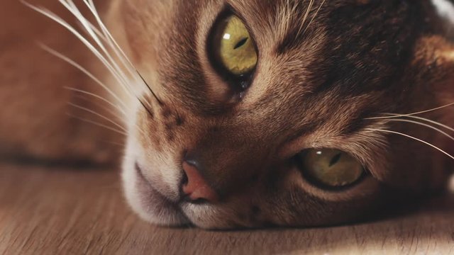 Slide shot of young abyssinian cat in bag on table