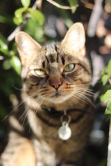Chat sur rebord de fenêtre