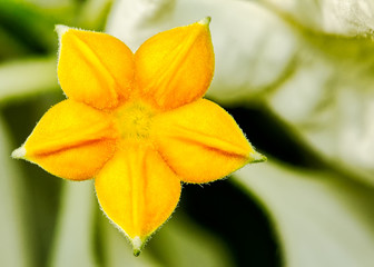 Flower detail of Mussaenda philippica