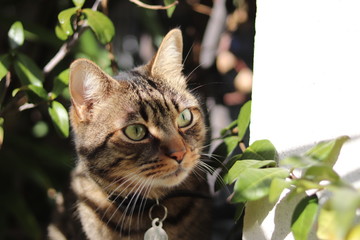 Chat sur rebord de fenêtre