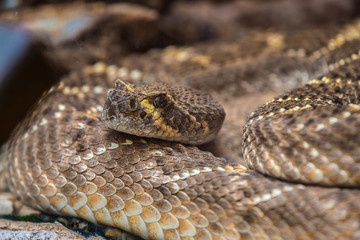Western Diamondback