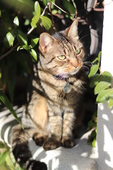 Chat sur rebord de fenêtre