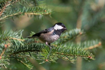 Obraz premium Coal tit (Periparus ater)