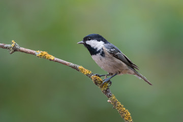 Obraz premium Sikora węglowa (Periparus ater)