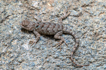 Lizard 