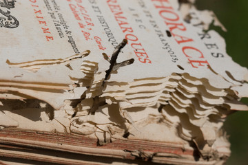 Détail dégât sur vieux livre trou de vers old book insect
