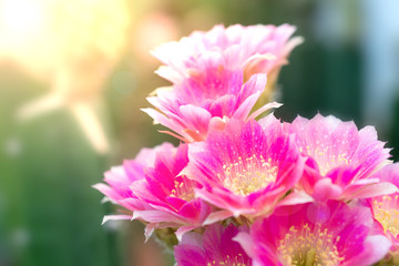 The beauty in nature of cactus pink lobivia flower bouquet in full bloom in springtime. Close-up shot