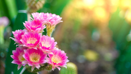The beauty in nature of cactus pink lobivia flower bouquet in full bloom in springtime. Close-up shot - 240279578