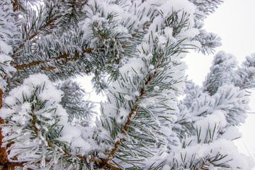 snow covered pine branches