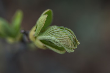 leaf on green background