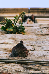 cat looking at a pigeon, prey, food chain