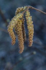 Naklejka premium willow catkins