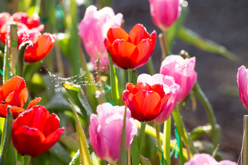 Tulips with raindrops.
