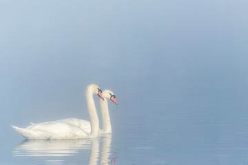 Pair of white swans
