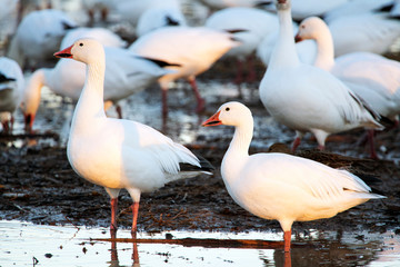 Snow Geese at Bosque Del Apache National Wildlife Refuge