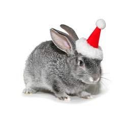 Christmas rabbit in the hat of Santa Claus on a white background