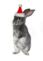 Christmas rabbit in the hat of Santa Claus on a white background