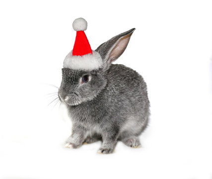 Christmas rabbit in the hat of Santa Claus on a white background