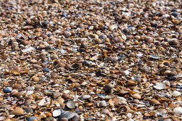 Seashell on the beach in a wide selection of seafood and delicacy