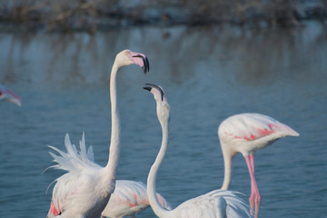 Flamingo - Sharing love