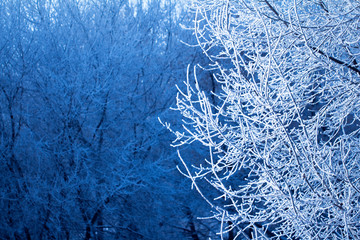 Tree branches with hoarfrost in a frost in blue tones