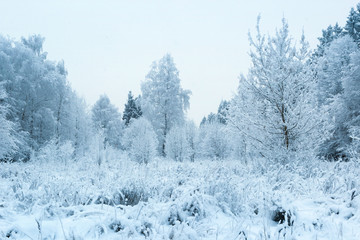 Winter background, trees  in fluffy snow, after heavy snowfall. Winter forest.