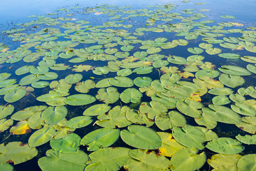 Green Lilly pads on lake 