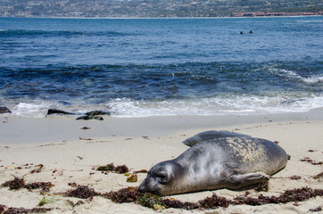 A sea lion lays on the beach in La Jolla, California