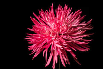 Obraz premium Różowy kwiat chryzantemy na czarno