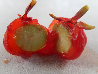 Pitanga