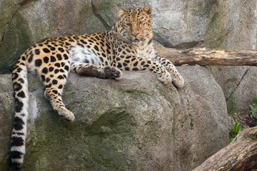  Siberian tiger Laying on a rock 