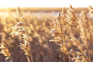 brown cane in the sunlight and the snow on the coldest winter day