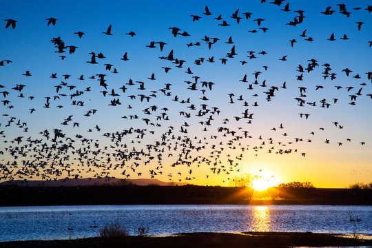 Snow Geese At Bosque Del Apache National Wildlife Refuge