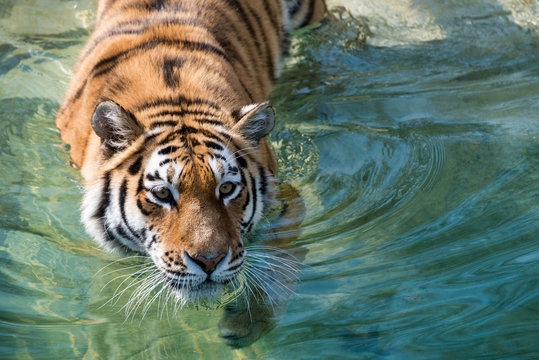 Siberian  tiger swimming in a pond 