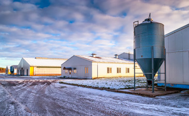Naklejka premium Dairy Farm With Sunny Sky. Milk Farm