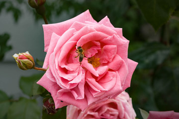 Rose mit Biene